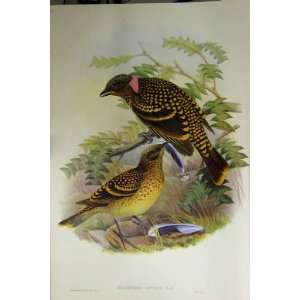    Gould Australia 1869 Facsimile Guttated Bower Bird