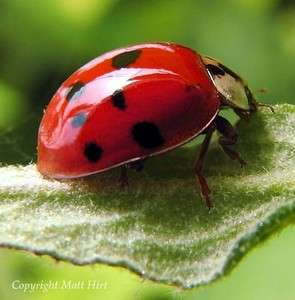 Live Ladybugs   Hirts Gardens   Approximately 750  