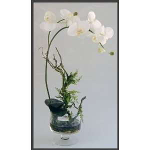  European Designer White Silk Phalaenopsis Set in a Crystal 