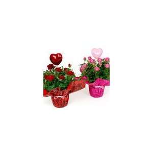 Straight from the Heart Miniature Rose Gift Plant Gift  