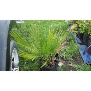   Palm Tree 3 Gallon 1 Foot + Chamaerops humilis Patio, Lawn & Garden