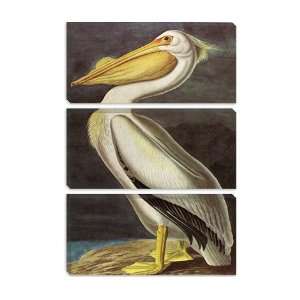  American White Pelican by John James Audubon Canvas 