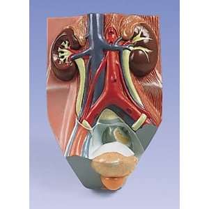 Urinary System Male 2.75 Times Full Size  Industrial 