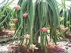 Dragon Fruit Tree Plant Cacti Succulent Epiphyllum Orchid Cactus 