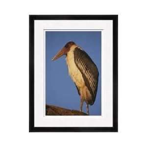  Marabou Stork Framed Giclee Print