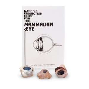 Nasco   Mammalian Eye Comparison, Class Set of 30  