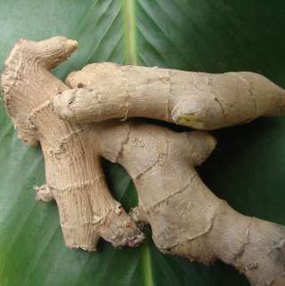 cooking and medicines edible ginger has thin stems and leaves