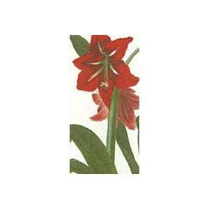  Trumpeting Amaryllis Christmas Christmas Tissuess