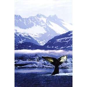  Humpback Whale by Unknown 24x36