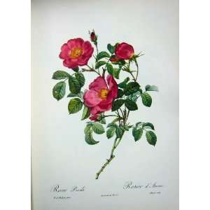   1959 Roses Flowers Rosa Pumila Red Yellow Green Leaves