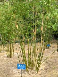 Dendrocalamus brandisii, Sweet Dragon Bamboo   Teddy Bear Bamboo