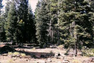 NO CAL  TOWERING PINES     ACREAGE WITH POWER NEARBY 