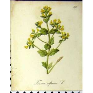    1879 Alpine Plant Seboth Tozzia Alpina Nature Print
