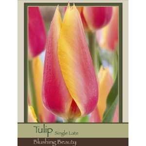    Blushing Beauty   Pack of 25 Tulip Bulbs Patio, Lawn & Garden