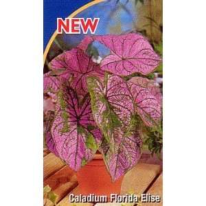  Caladium Florida Elise   3 Bulbs Patio, Lawn & Garden