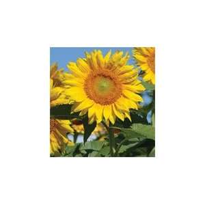  Davids Hybrid Tall Sunflower Pro Cut Yellow Lite 45 Seeds per 