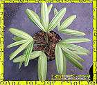 Lady palm Compact Variegate leave Very New Dont miss