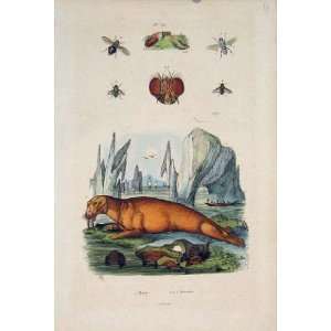   Mouches Wallrusk Fly Insect Eye Old Fine Art 1839