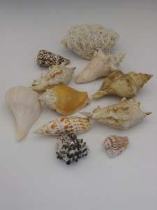 OLD COLLECTION 15 LARGE SHELLS 2 NAUTILUS SOME RARE & BEAUTIFUL 