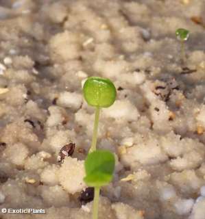 Desmodium gyrans   Telegraph plant   5 seeds   rare  
