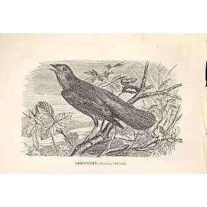  Nightingale 1862 WoodS Natural History Birds