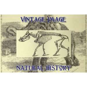   Key Ring Vintage Natural History Image Skeleton of Wild Boar Home