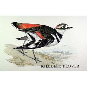  Birds Killdeer Plover Sheet of 21 Personalised Glossy 