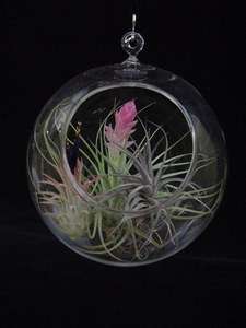 Airplant/Tillandsia Glass Orb Terrarium Airplant Garden #1  