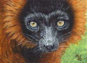 Akiko ORIGINAL ACEO Painting Red Ruffed Lemur Wildlife  