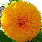 Spectacular Flowering Annual SUNFLOWER THE GIANT 10 INCH DOUBLE 