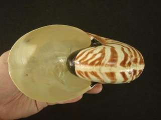 Nautilus pompilus, 152mm, F++, rare freak form  