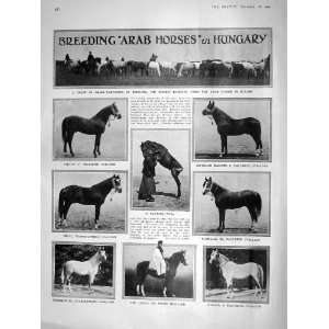   1909 ARAB HORSES HUNGARY CSIKOS SHORTHORN HORSES DOGS
