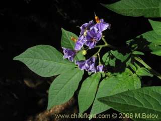 image of solanum etuberosum altitude 1000 1500 m 1 26 2006