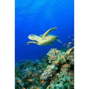  Hawksbill Sea Turtle over a Pristine Coral Reef   Peel and 