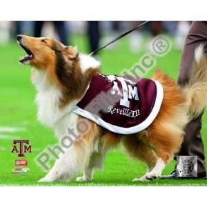  Reveille VII Texas A&M Aggies Mascot 2005 Finest LAMINATED 