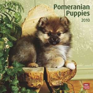  Pomeranian Puppies 2010 Square Wall (9781421651385 
