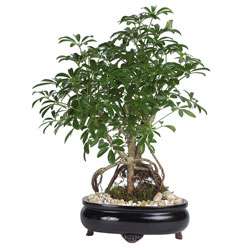 Schefflera 8 inch Bonsai Tree  