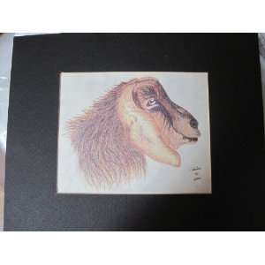  Goat Drawing   Matted in Black 