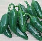 hot pepper plants  