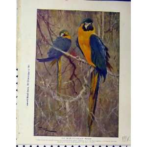  1926 Blue Yellow Macaw Duckbill Australia Old Print