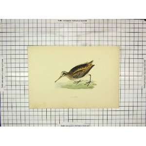    Morris 1903 Hand Coloured Print Bird Jack Snipe