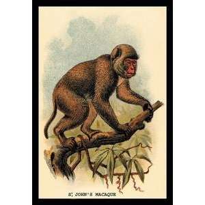   poster printed on 20 x 30 stock. St. Johns Macaque