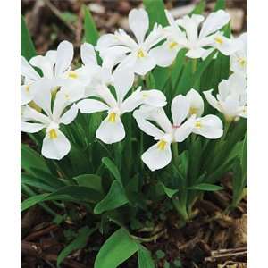  Iris,Tennessee White 1 plant Patio, Lawn & Garden