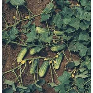 Davids Organic Pickling Cucumber H 19 Little Leaf 25 Seeds per Packet