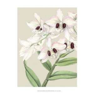   Orchid Blooms II (P)   Poster by Vision studio (13x19)
