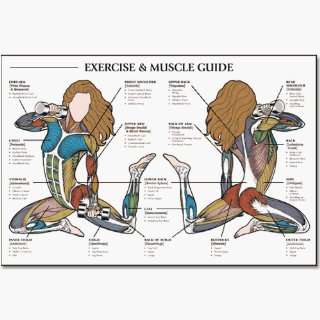   Exercise & Muscle Guide female 24x36 