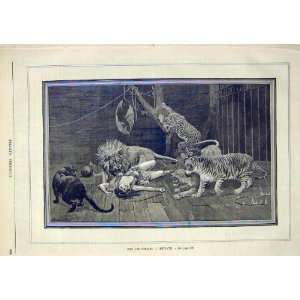   Foreign Home Revolt Lady Lion Tiger Panther Cage 1891