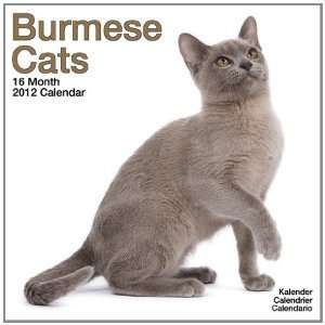  Cats   Burmese 2012 Wall Calendar