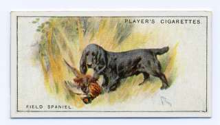   VINTAGE FIELD SPANIEL JOHN PLAYER DOG CIGARETTE TOBACCO CARD SCENIC