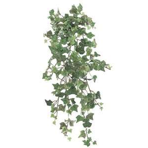  24 English Ivy Hanging Bush w/268 Lvs. Cucumber Green 